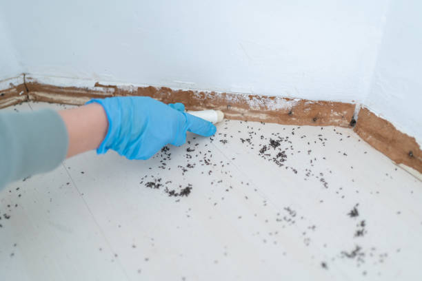 Best Local Pest Control Services  in Rosedale, MS